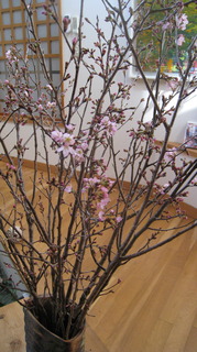 2017年自宅で桜の枝.JPG